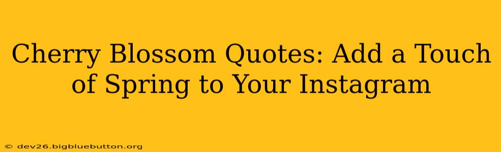 Cherry Blossom Quotes: Add a Touch of Spring to Your Instagram
