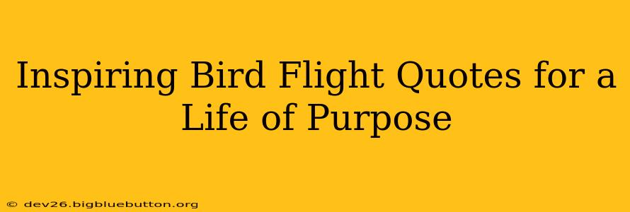 Inspiring Bird Flight Quotes for a Life of Purpose
