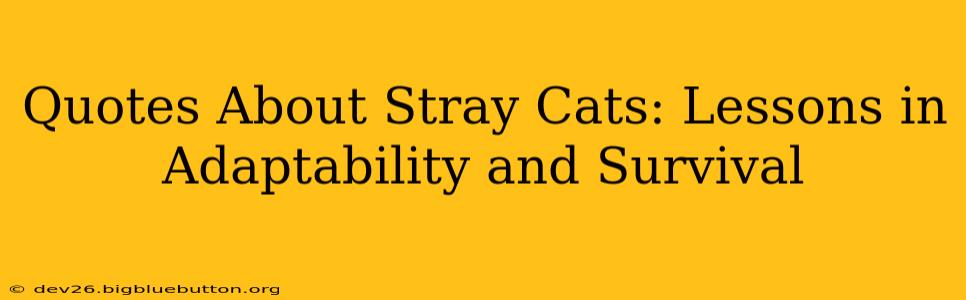 Quotes About Stray Cats: Lessons in Adaptability and Survival