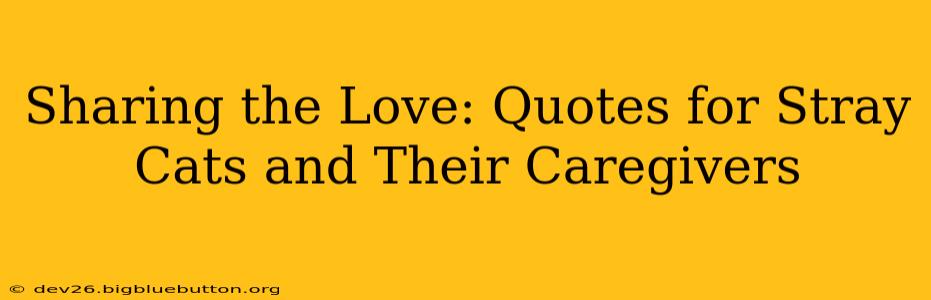 Sharing the Love: Quotes for Stray Cats and Their Caregivers