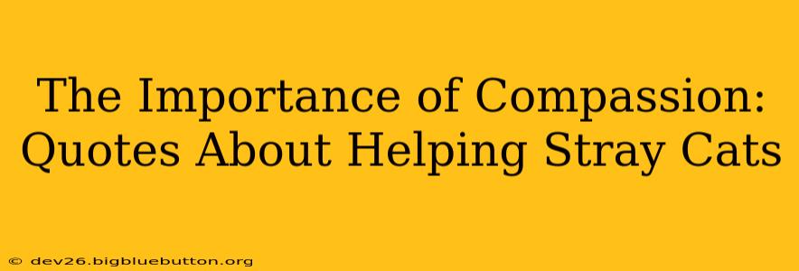 The Importance of Compassion: Quotes About Helping Stray Cats