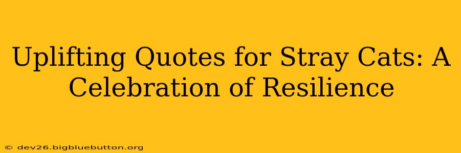 Uplifting Quotes for Stray Cats: A Celebration of Resilience